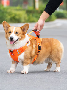 Small Size Dog Chain & Corgi Dog Leash: A Comprehensive Guide