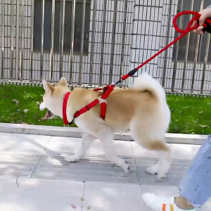 Pet Dog Leash Dog Harness and Leash for Dogs Pet Dog Chain and Collar Pet Adjustable Leash Belt Traction