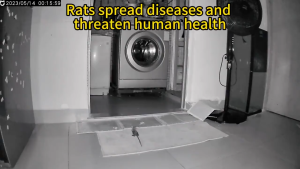 Rats on the ceiling are fleeing LLS Rat repellent for home Rodent repellent for rat original Mouse repellent for home Remove rat from car engines vehicles & homes Rat killer poison Rat poison Pampatay ng daga