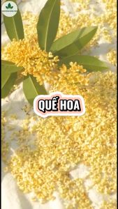 Quế hoa 100g trà hoa quế mộc quế sấy lạnh dùng pha trà làm bánh làm thạch nấu chè