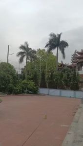 Cần Câu Đài Sói Vàng Độ Cứng 4H. Cần Gảy Rô Diếc Chép Giữ Cá Tốt. ĐỘ CỨNG CHUẨN 3H