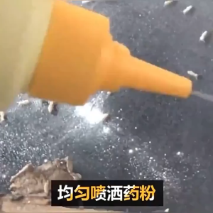 Termite Killer Powder – 100g – Professional Termite Control Fast-Acting Long-Lasting Prevention