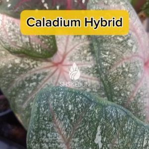 Caladium Pokok Keladi Pokok Keladi Hidup Keladi Hybrid Keladi Merah Keladi Viral Keladi Pink 彩叶芋 SHS Kebun