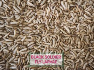 Maggot BSF (Black Sholdier Fly) KERING Hasil Oven - 1kg