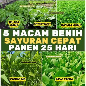 Bibit Sawi Hijau Organik Samhongking - Hijau Cerah Hidroponik Siap Tanam