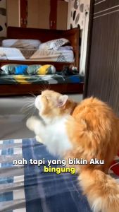 KIYOPAW Paket Bundling Anti Kutu & Serum Anti Kutu Anjing NO MORE FLEA