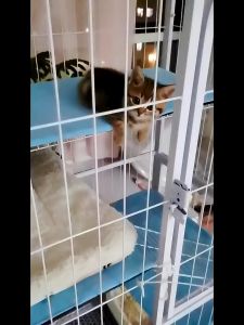 Mobile Cat Cage Large Kulungan Ng Pusa 2 3 4Level Pet Cage Cat House Cage For Cat Dog Cage Cat Villa