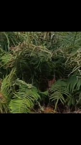 【No effect full refund】racun rumput 500g Effective in 3 days grass killer except for large trees bamboo shrubs and weeds herbicide racun rumput paling kuat racun rumput mati akar racun rumput sambau 除草剂