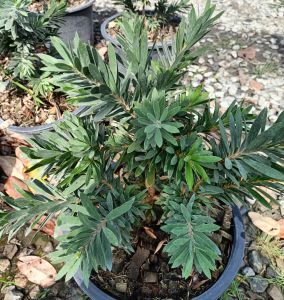 ต้นแปรงล้างขวดพันธุ์แคระใบใหญ่ดอดสีแดงสด กระถาง 11 นิ้ว