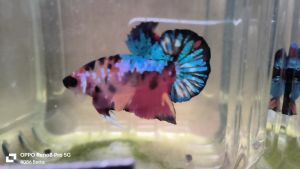 ikan laga -hmpk aoc （male）13／7 color strong