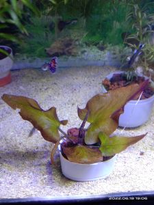 TANAMAN AQUASCAPE~TIGER LOTUS RED~HIASAN AQUARIUM~1 PCS