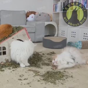 SEMPATI Daun Catnip Cat Nip Kucing 60gr Cemilan Makanan Snack Kucing Cat Kitten Adult Anabul Daun Catnip Kering Obat Birahi Kucing Anti Stress