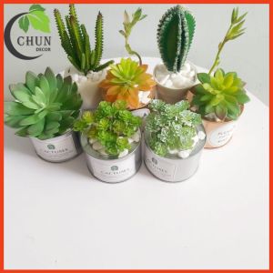 Chậu sen đá xương rồng  trang trí bàn kệ tủ giá sách