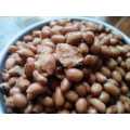 KACANG PRESTO UMPAN MANCING IKAN UMPAN BAWAL GALATAMA 100Gram. 