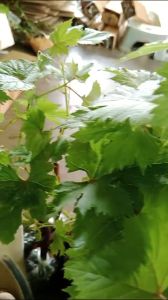 bibit anggur import autumn royal gampang berbuah