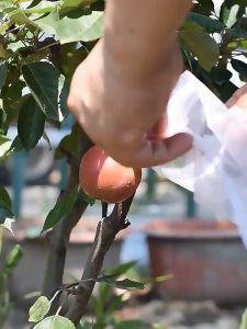 50Pcs Reusable Fruit Protection Bag Grow Bag Plant Strawberry Fruit Planting Bag