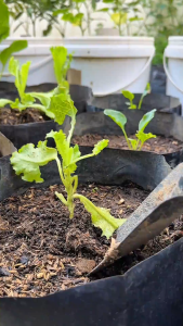 Infarm - Cocopeat Media Tanam Organik Kokopit Serabut Kelapa Halus 1 L Cocopeat Serbuk Media Tanam