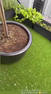 TKL - Eureka Lemon Tree / Eureka Lemon Lollipop 网红香水柠檬/ 香水柠檬棒棒糖 🍋