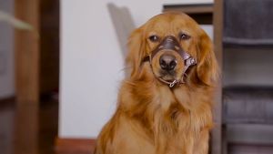 Dog Mouth Covers Prevent Dogs from Yelling Disorderly Eating Breathable Adjustable Soft Leather Dog Mouth Covers for Large Medium Sized Dogs can be fed Drinking Water mouth cover Cage Pet safety collar Postoperative wound healing