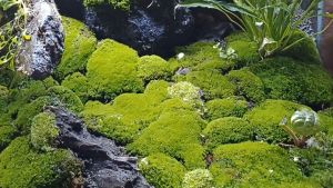 Miniature Moss/Bun Moss微型苔藓/terrarium/ paludarium/Vivarium/moss gardening/Bonsai