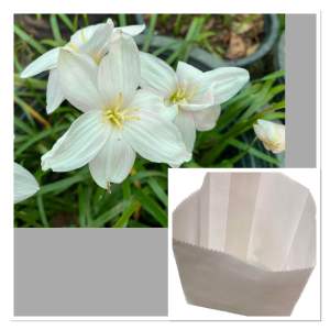 F.หัวดอกบัวดิน อัปสรา หัวละ 30 บาท