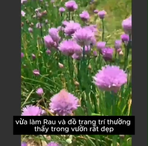 Nguyên Gói hạt giống hành hoa tím nở hoa quanh năm kéo dài 2-3 năm vừa làm rau  vừa làm cảnh - Hoang My food and beauty