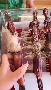 ผลิตภัณฑ์อาหารเสริมบำรุงร่างกายท่านชายสำหรับกิจกรรมบนเตียงโดยเฉพาะ  PRESSED CANDY โสมและกวางแส้อัดเม็ดบำรุงร่างกายผู้ชาย 60g