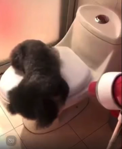 <kkt> Dog Cat Blow Hair Fixation Rack - Làm đẹp vật nuôi chuyên nghiệp vận hành dễ dàng cho một người