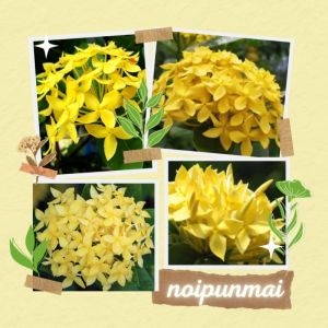 ต้นเข็มดอกใหญ่ ดอกเหลือง กระถาง 6 นิ้ว (2 ต้น) - กระถาง ขั้นต่ำ