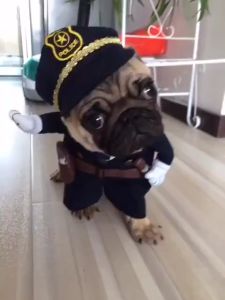 Quần áo Cosplay hóa trang hoạt hình dễ thương cute cho thú cưng cho chó mèo đi chơi lễ phụ kiện giá rẻ  - Gi Gi Pet Shop