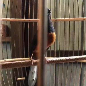 NAGATA JUARA ORIGINAL 100% - VITAMIN BURUNG PENGGACOR BURUNG KICAU PENAMBAH STAMINA BURUNG BISA COD