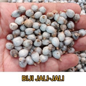 Biji jali-jali kering - biji jali ecer - barley - Anjeli - barley seeds - bahan kerajinan