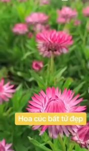 Hạt giống hoa cúc bất tử  nhiều màu-gói 50 hạt