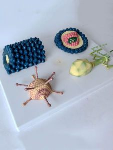 Viral Model Human Microbial Bacterial Structure Epidemic Respiratory Sense Coronavirus Adenovirus Bacteriophage