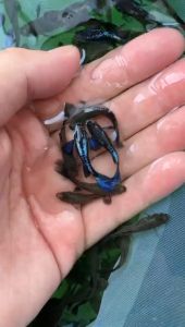 3pairs Dumbo Blue Dragon Guppy/ Livefish/ 黑蓝大耳孔雀鱼