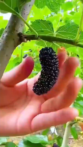 桑葚果干 100g/500g 黑桑椹干即食新货Buah Mulberi Kering MALAFRUIT Dried Mulberries Organic