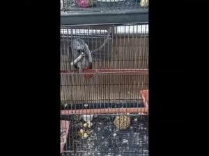 Magnifica Stainless Bell Toy: A Top-Quality Parrot Plaything