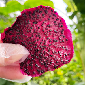 Additive Free Red Pit Dragon Fruit Dried Slices