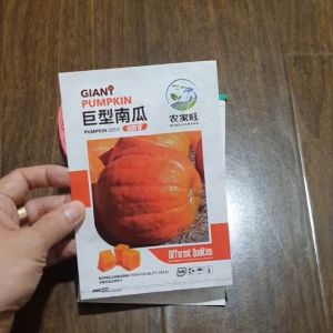 Hạt giống bí ngô khổng lồ gói 5 hạt hàng nhập khẩu