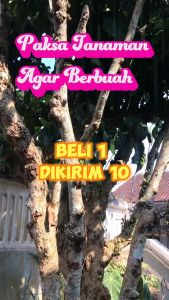 Pupuk Zuper Booster pemacu pertumbuhan dan pembuahan beli 1 dapet 10 botol