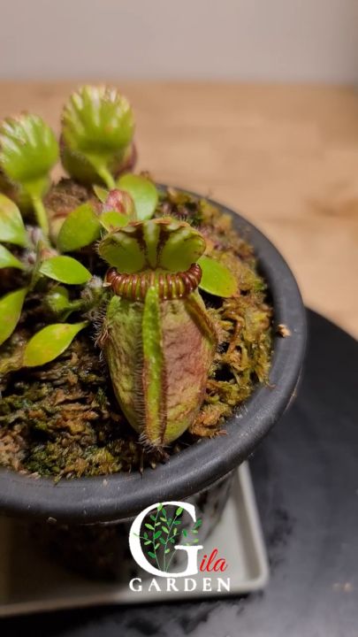 Cephalotus Follicularis German Giant x Czech Giant Big