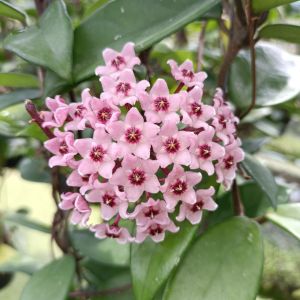 โฮย่า คาโนซ่า Hoya Carnosa ไม้แขวนประดับ ไม้ดอกกลิ่นหอม ส่งต้นติดดอก ยกเว้นสีแดง Hoya ดอก Hoya ดอกหอม - Lazada