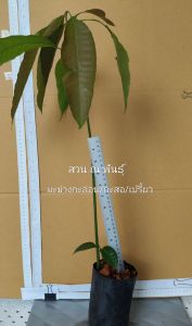 ต้นมะม่วงน้อย/กะล่อน/กะสอ/มะม่วงบ่ายโบก (เพาะเมล็ด)