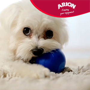 ARION Original Maintenance Small Breed 2KG