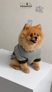 Diana Tee - Baju Kucing dan Baju Anjing POMAPOO Premium Berkualitas