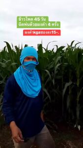 ผงดำ KGA นวัตกรรมใหม่เพื่อการเกษตร อาหารพืชสูตรพิเศษสำหรับข้าวโพด