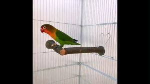 🇸🇬 Apple Wood Perch for Parrots Claw Grinding Bar