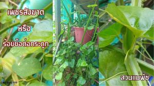 ต้นเพชรสังฆาต หรือ ร้อยข้อต่อกระดูก มีรากพร้อมปลูก คละไซต์ ส่งแบบถอดกระถาง 7 ต้น 59 บาท