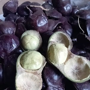 jengkol muda segar 1kg  baru petik jengkol lalap non kupas