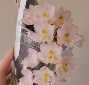 CLOWESIA JUMBO GRACE plant (NO FLOWERS)妖精兰
